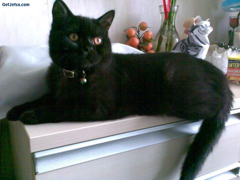 Cat 1.jpg
