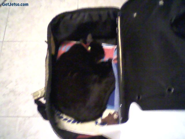 Cat 4.jpg