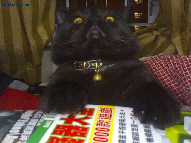 Cat 7.jpg