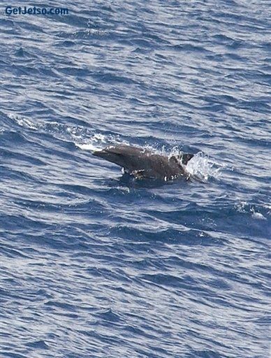 紐西蘭小海豚摩科護送擱淺鯨魚出海立大功圖片1