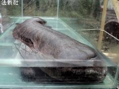 巨娃娃魚列瀕危產自中國身長近2米比暴龍老1億年圖片1