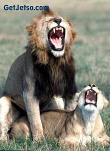 獅子與老虎，誰是真正的獸中之王圖片2