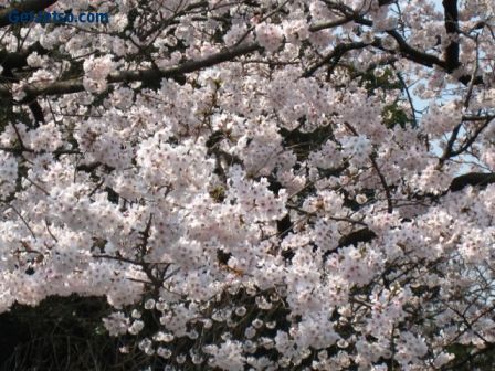 日本櫻花-攝於上野公園圖片2