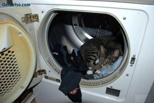 cat in washing machine.jpg