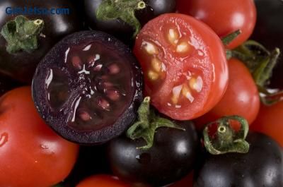 科學家創造出"紫色西紅柿"可抗癌圖片1