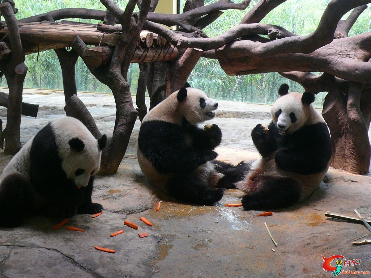 長隆--動物園圖片1