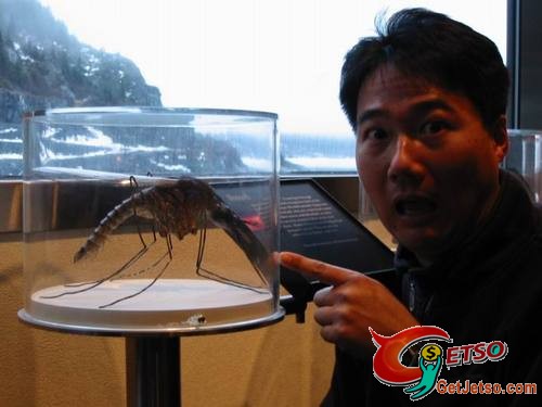 世界上最大的蚊子(非龍蝦)圖片1
