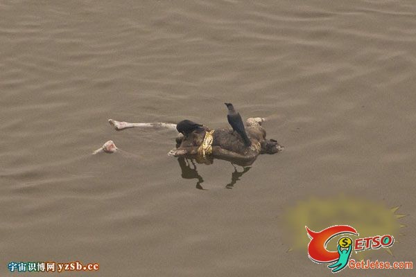 印度水葬風俗~滿河屍體遺骸任狗殘吃~好恐怖圖片8