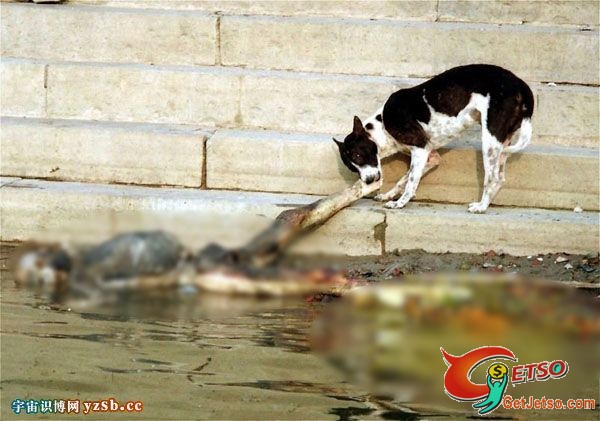 印度水葬風俗~滿河屍體遺骸任狗殘吃~好恐怖圖片4