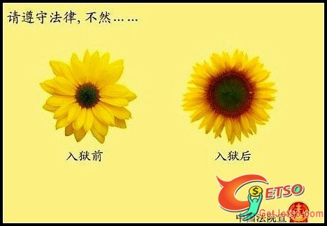 中國法院宣：請遵纪守法，不然菊花變向日葵……照片1