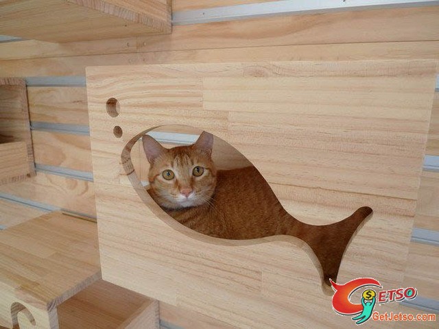 台灣設計創意「貓格窩」飛躍國際!圖片2