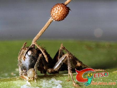 「殭屍蟻」現身泰國雨林圖片1