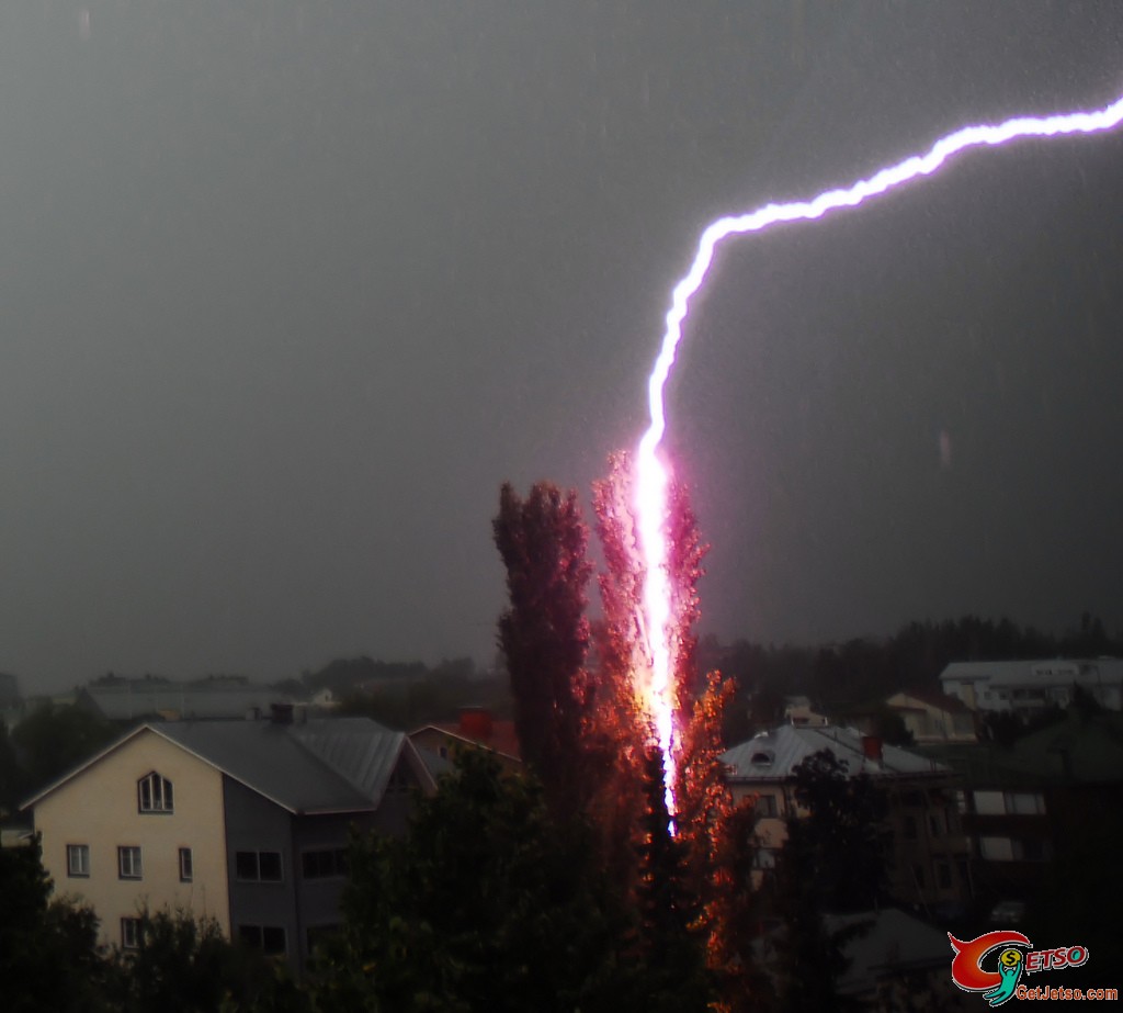 雷電擊中樹木圖片1