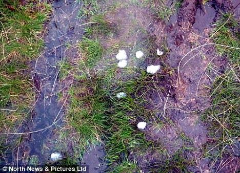 英國驚見半透明「外星果凍」? 科學家無解圖片1