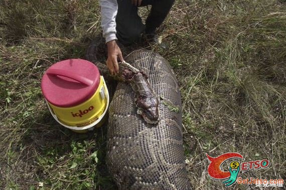 緬甸蟒蛇吃了整隻成年鹿圖片2