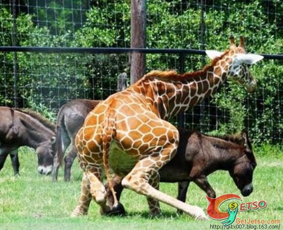 “發情”動物的荒唐行為圖片4