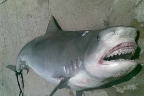 美國銀行家捕獲鯊魚腹內驚現男屍（18+）圖片1