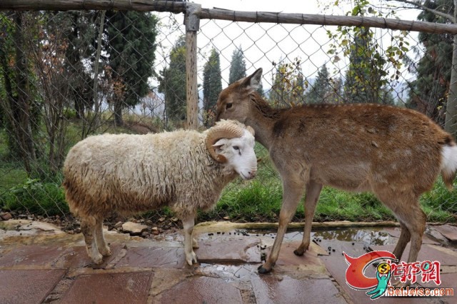 羊愛上鹿 動物園求救 不倫戀發展肉體關係圖片1