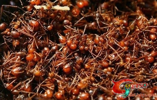 全球千奇百怪“成人禮”圖片7