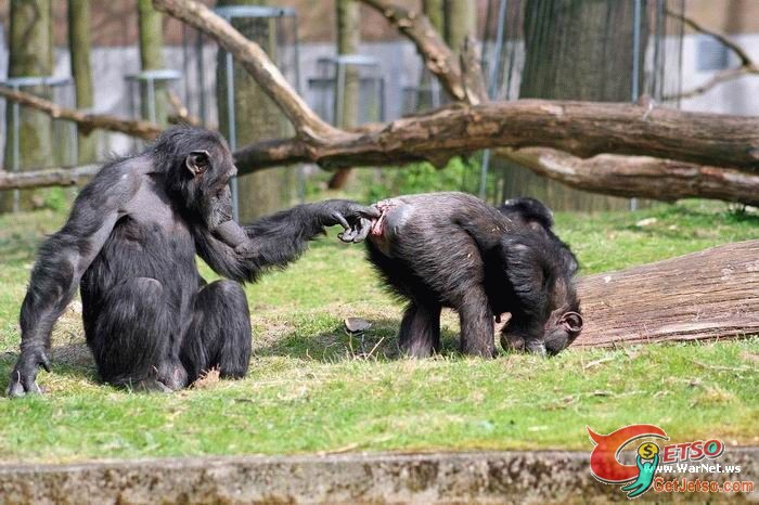 為什麼父母不想帶小朋友去動物園？圖片2