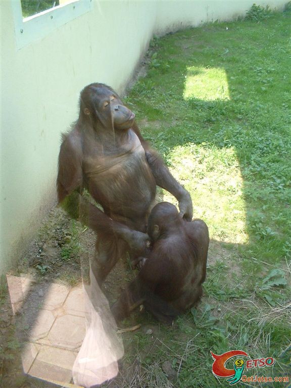 為什麼父母不想帶小朋友去動物園？圖片4