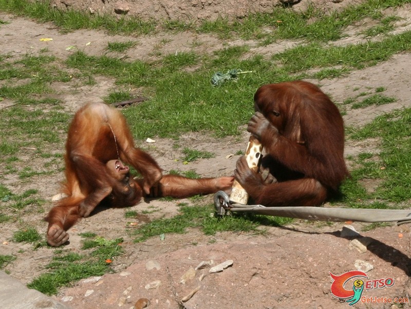 為什麼父母不想帶小朋友去動物園？圖片3