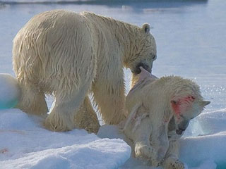 世界未日！熊食熊，血證暖化嚴重[18+]圖片2