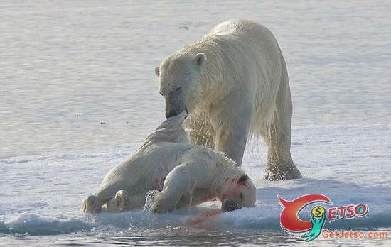 世界未日！熊食熊，血證暖化嚴重[18+]圖片1