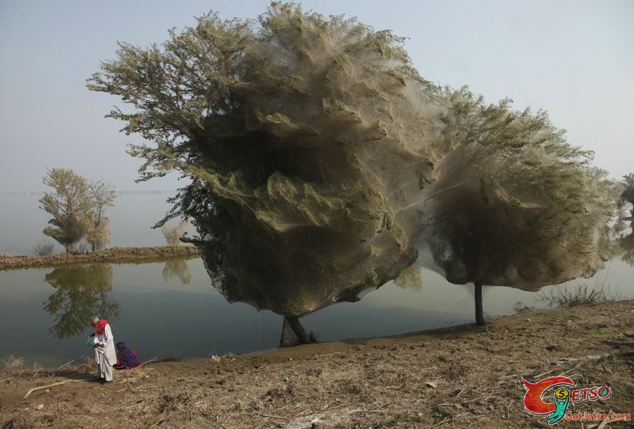 蜘蛛網奇樹Cocooned Trees,Pakistan照片1