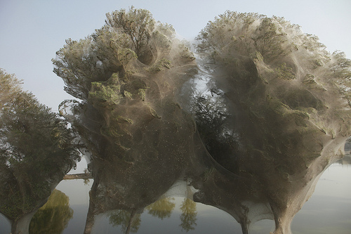 蜘蛛網奇樹Cocooned Trees,Pakistan照片2