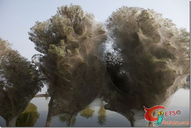 蜘蛛網奇樹Cocooned Trees,Pakistan照片3