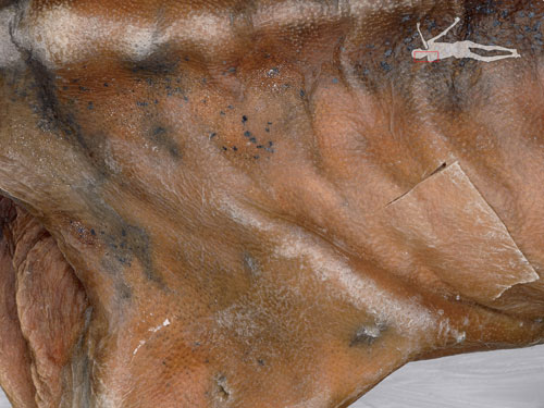 解冰封5300年的木乃伊「奧茨」【高清照片】圖片4