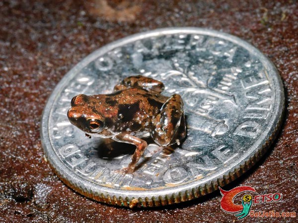 全球最細青蛙僅半個一角硬幣照片1