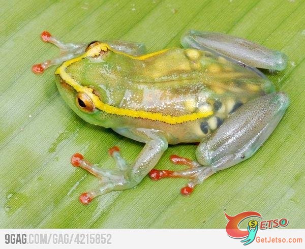 懷孕的稀有品種透明青蛙！圖片1