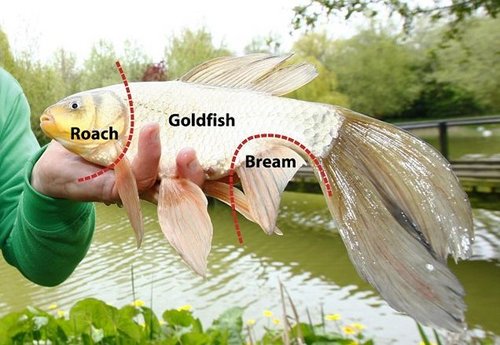 英國劍橋驚現“怪魚”專家傻眼!圖片1