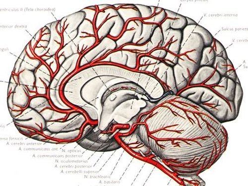 人類大腦少為人知的奇特事實圖片3