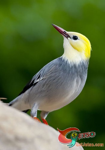 三種常見的家庭觀賞鳥的飼養圖片3
