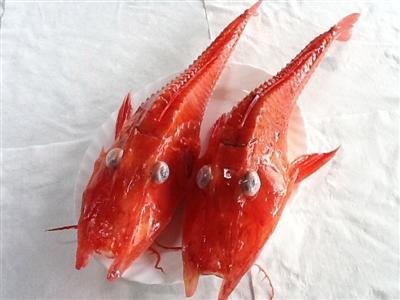 「龍頭蝦身」怪魚 台灣首見圖片1