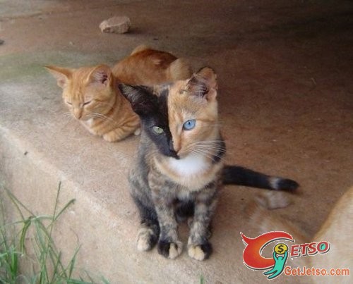 左右不同面孔 貓咪版黑白郎君圖片2