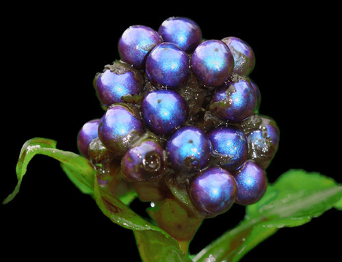 「閃耀莓」透出藍鑽光澤 榮登地球上最bling的生物!圖片1