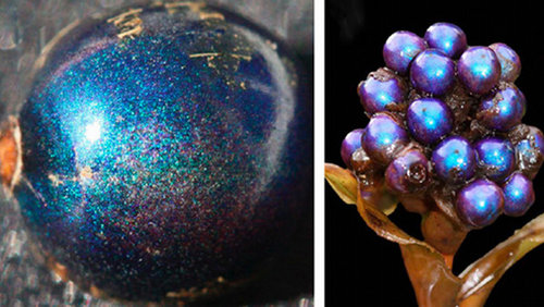 「閃耀莓」透出藍鑽光澤 榮登地球上最bling的生物!圖片2