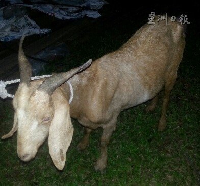 大馬生病「靈羊」求醫 含淚跪地圖片1