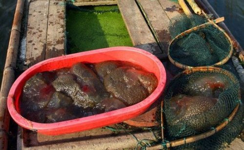 中國浙江一魚塘出現不明水生物圖片2