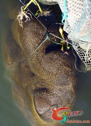 中國浙江一魚塘出現不明水生物圖片1