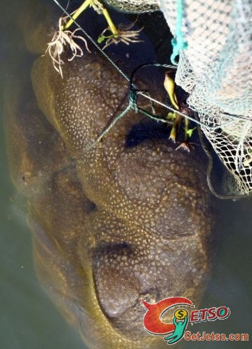 中國浙江一魚塘出現不明水生物圖片2