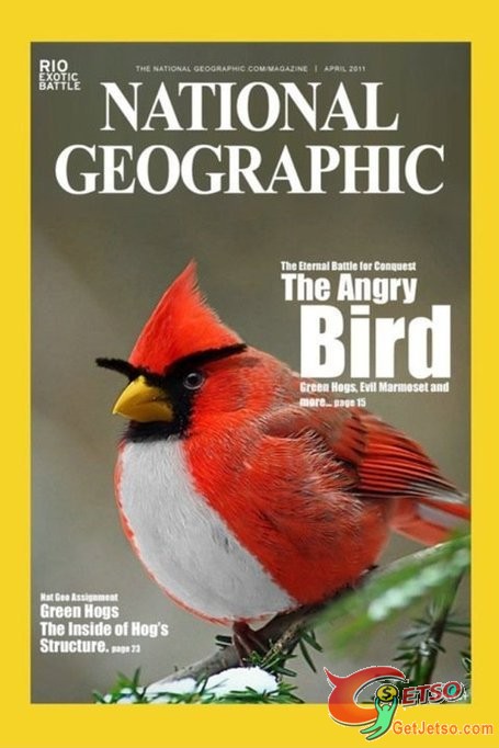 Angry Bird 真身照片1