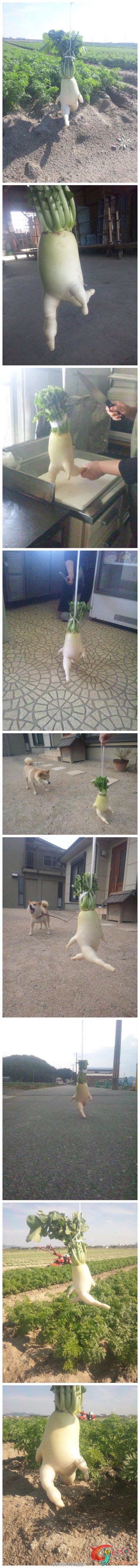 萝卜，你要去哪里？圖片1