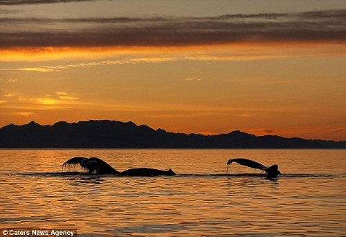 阿拉斯加海域驚見「鯨魚噴火」　熊熊火焰吸目光圖片2