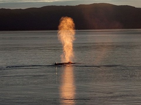 阿拉斯加海域驚見「鯨魚噴火」　熊熊火焰吸目光圖片1