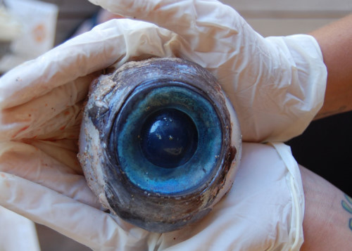 美海灘驚見藍色神祕大眼　眼球大如一個小孩頭圖片2